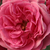Rose - Buissons - Elmshorn®